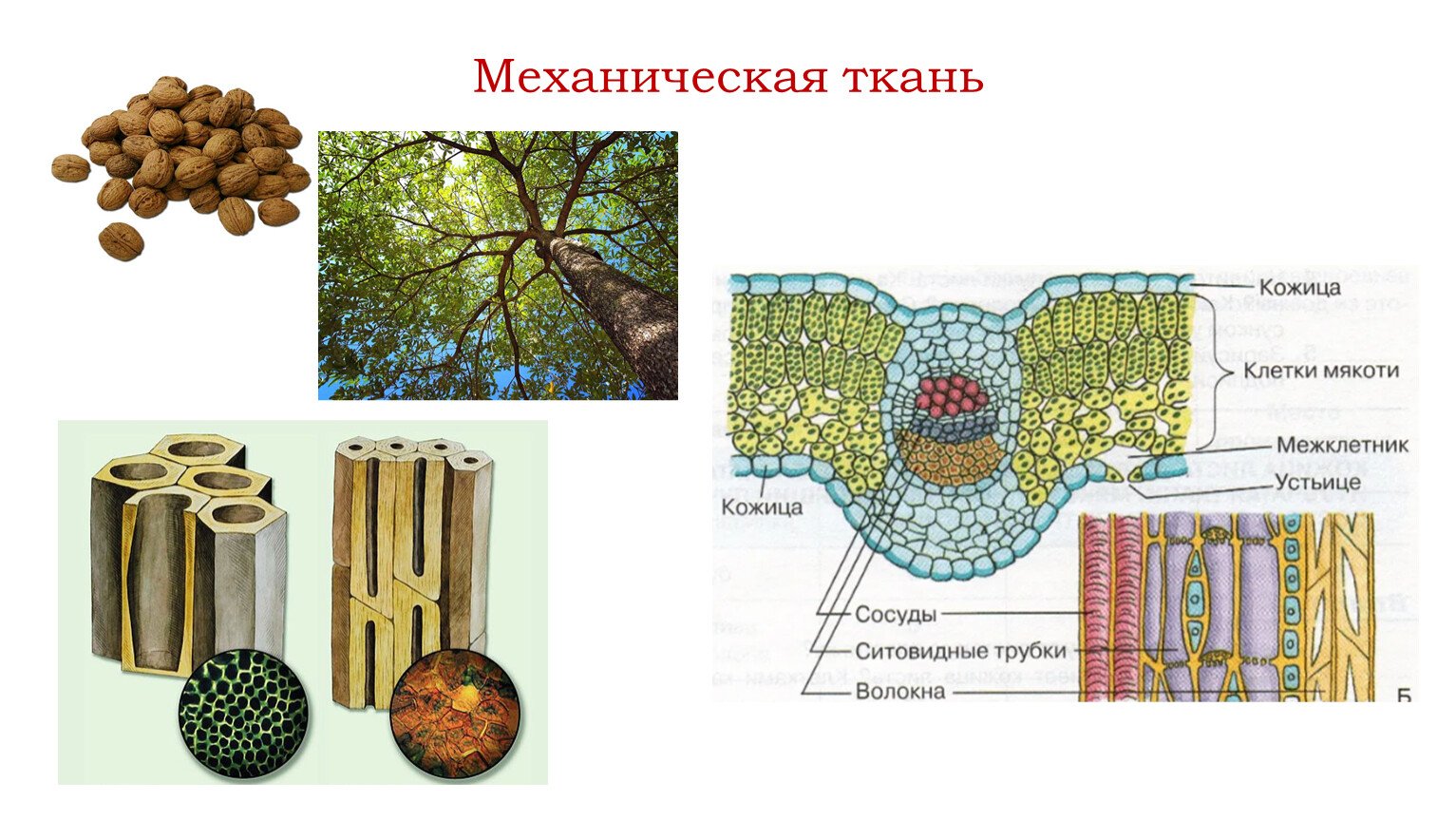Механическая ткань растений 6 класс. Механические ткани растений растений. Механическая ткань. Механическая ткань листа. Клетки механической ткани.