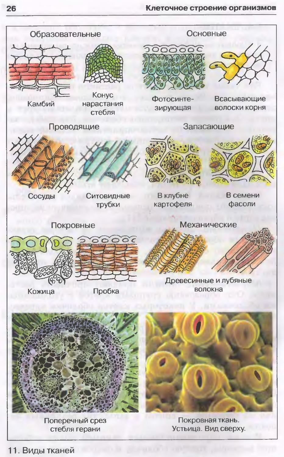 Свойства растительных тканей. Типы растительных тканей 6 класс биология. Ткани растений выделительная ткань таблица. Клеточное строение основной ткани растений. Типы растительных тканей 5 класс.