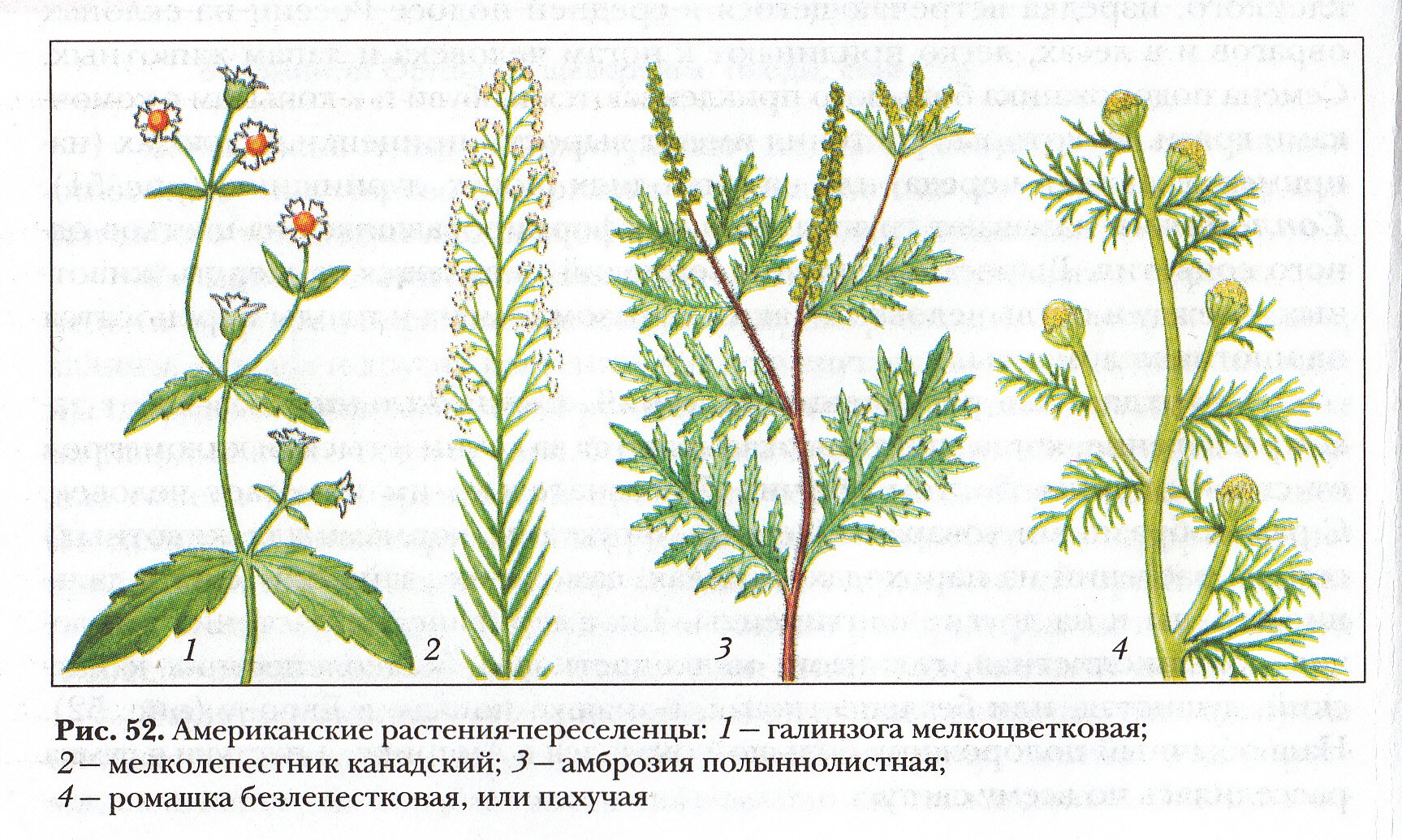 Амброзия растение описание