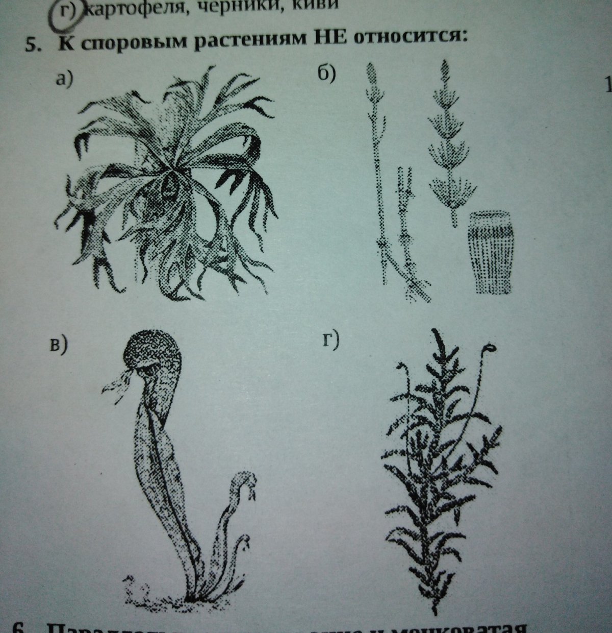 Какое растение относят к высшим споровым растениям. Споровые растения рисунок. К споровым растениям относятся. Высшие споровые растения. Первые споровые растения.