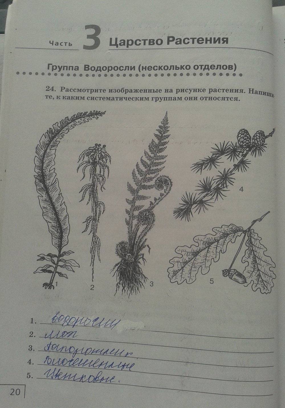 Тест биология мхи. Растения изображенные на рисунке. Рассмотрите изображенные  на рисунке на рисунке растения. Рассмотрите рисунок. Водоросли рабочая тетрадь.