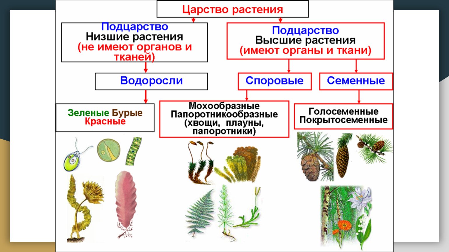 Папоротник в отличие от водорослей имеет. Низшие и высшие споровые растения. Многообразие споровых растений таблица 5 класс биология. Многообразие растений. Многообразие царства растений.