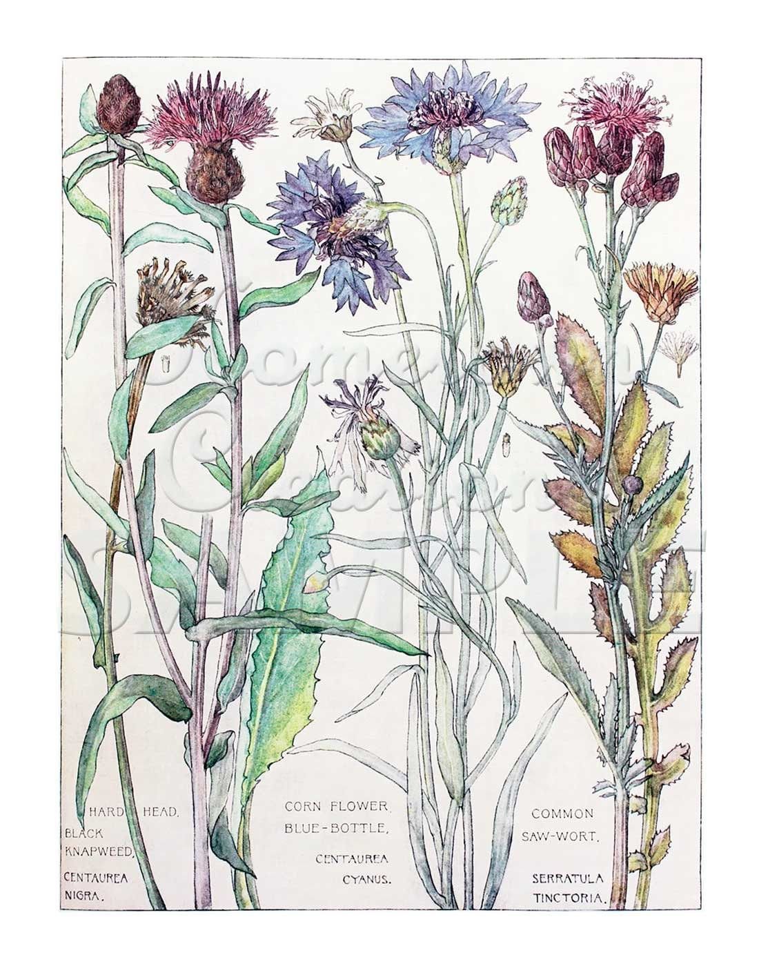 Page plant. Ботанический атлас Моррис. Изабел Адамс Ботанические рисунки. Ботаническая иллюстрация Джона Уилкерса.