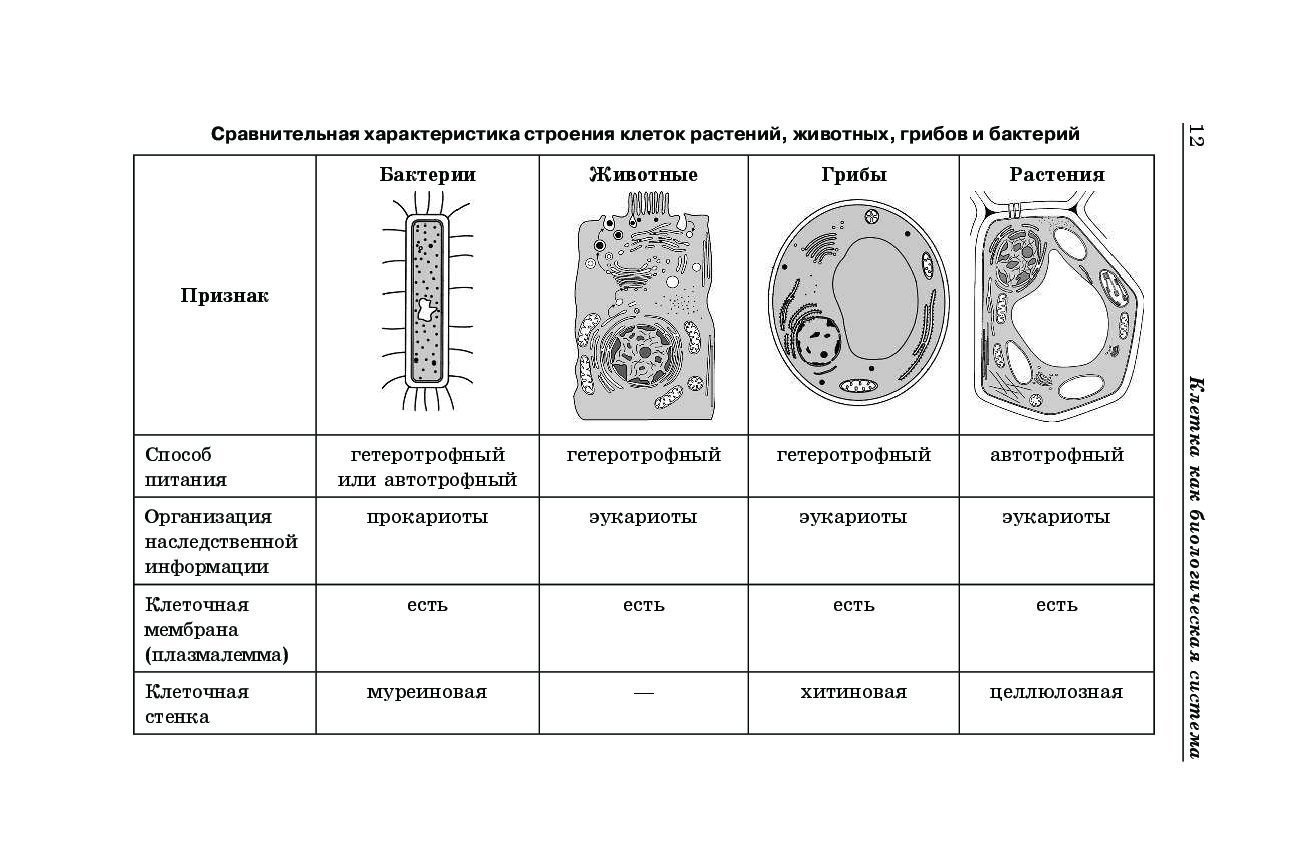 Строение клетки грибов микробиология. Рисунки клеток растений животных грибов и бактерий. Строение грибной клетки рисунок 9 класс. Строение гриба клетки 2 ядра.