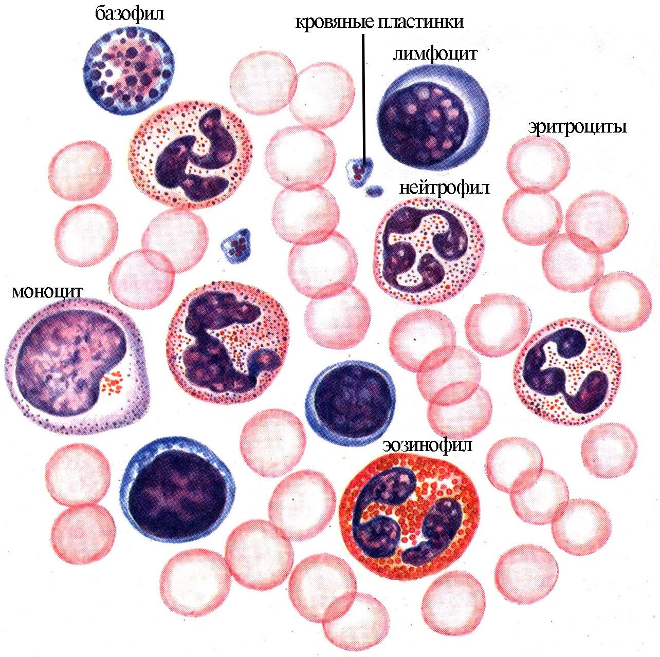4 лейкоцитоз. Лейкоциты под микроскопом. Лейкоформула микроскопия. Клетки лейкоцитов под микроскопом. Лейкоциты в крови под микроскопом.