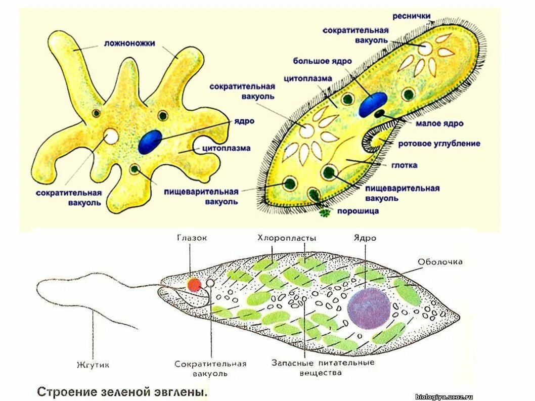 Инфузория туфелька ложноножки. Протисты строение клетки. Схема простейших биология 7 класс. Простейшие организмы строение клетки. Строение одноклеточных организмов.