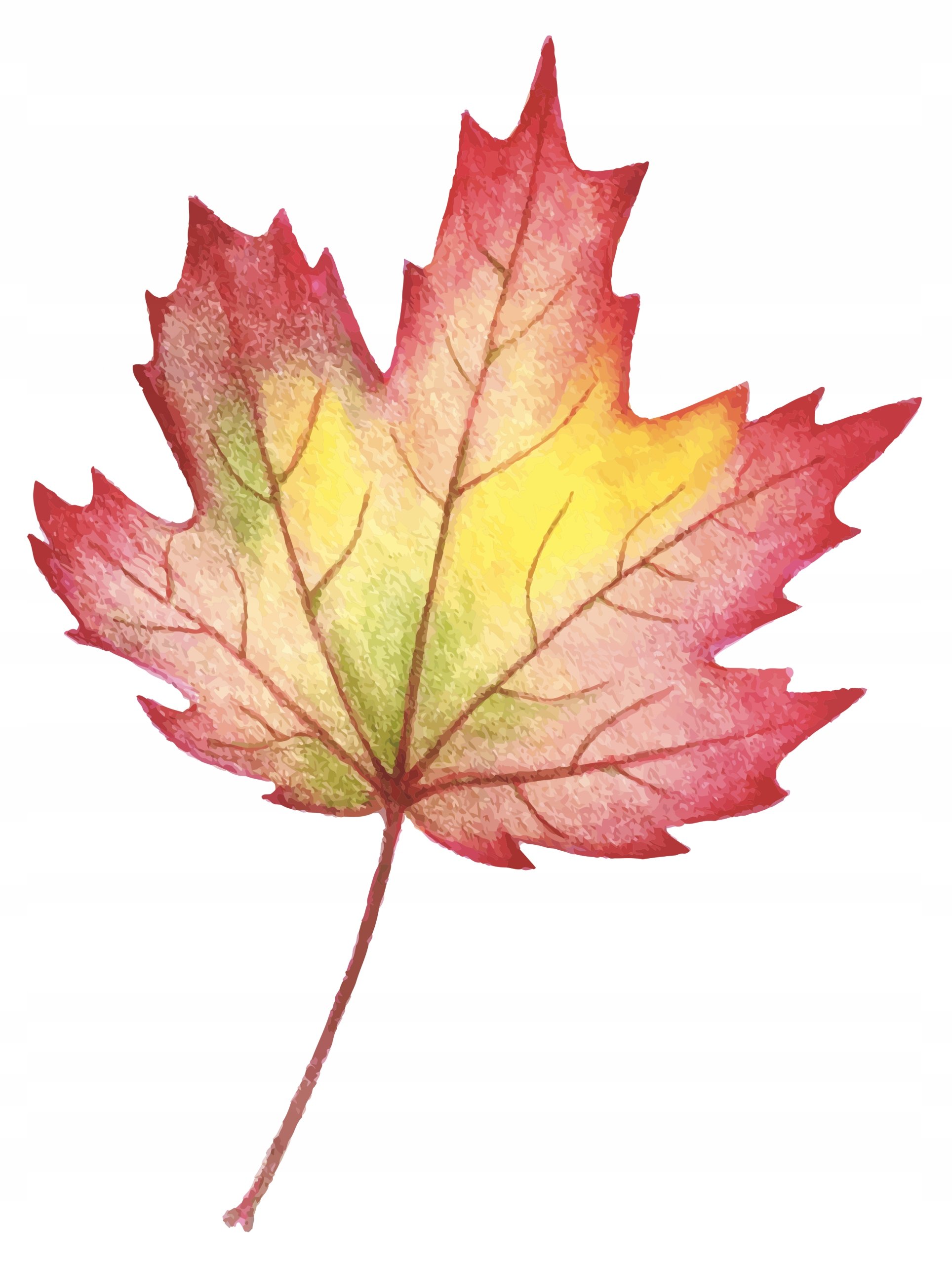 Осенний лист рисунок. Осенние листочки. Кленовый лист. Осень листья. Осенний кленовый лист.