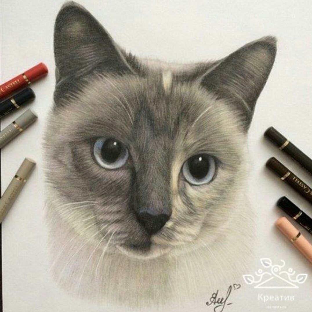 Pencil cats. Рисунки карандашом. Кошка цветными карандашами. Красивые рисунки цветными карандашами. Кошка рисунок карандашом.