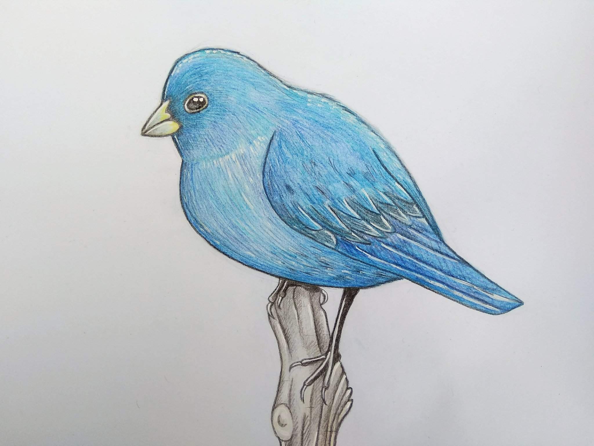 Рисунки птиц для срисовки легкие. Птицы цветными карандашами. Птица рисунок. Красивые птицы цветными карандашами. Птицы для срисовки.