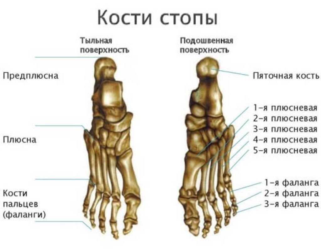 Кости подошвы. Строение человеческой стопы кости. Кости предплюсны стопы анатомия. Строение стопы анатомия кость плюсны. Анатомия костей стопы косточка.