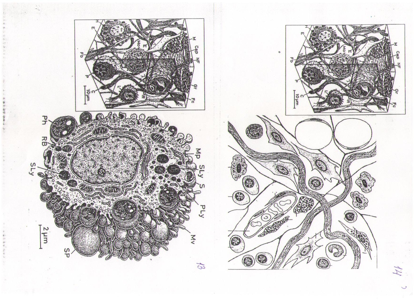 Клетками макрофагами являются. Макрофаг рисунок гистология. Клетка Макрофаг строение. Макрофаг схема. Макрофаг строение схема.