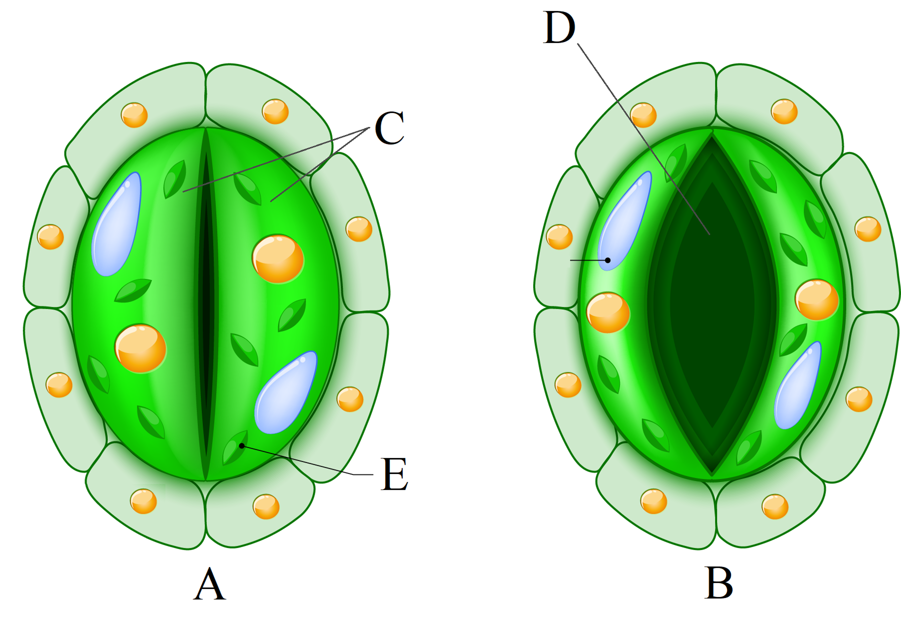 Устьица живые клетки. Замыкающие клетки устьиц рисунок. Строение устьица 6 класс. Строение клетки устьица. 1 − Замыкающие клетки 2 − хлоропласт 3 − устьице.