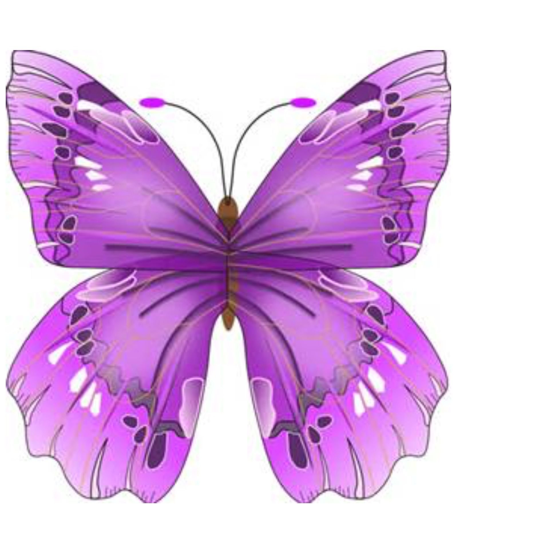 Бабочки фиолетового цвета. Розовые бабочки. Сиреневые бабочки. Бабочка фиолетовая. Разноцветные бабочки.