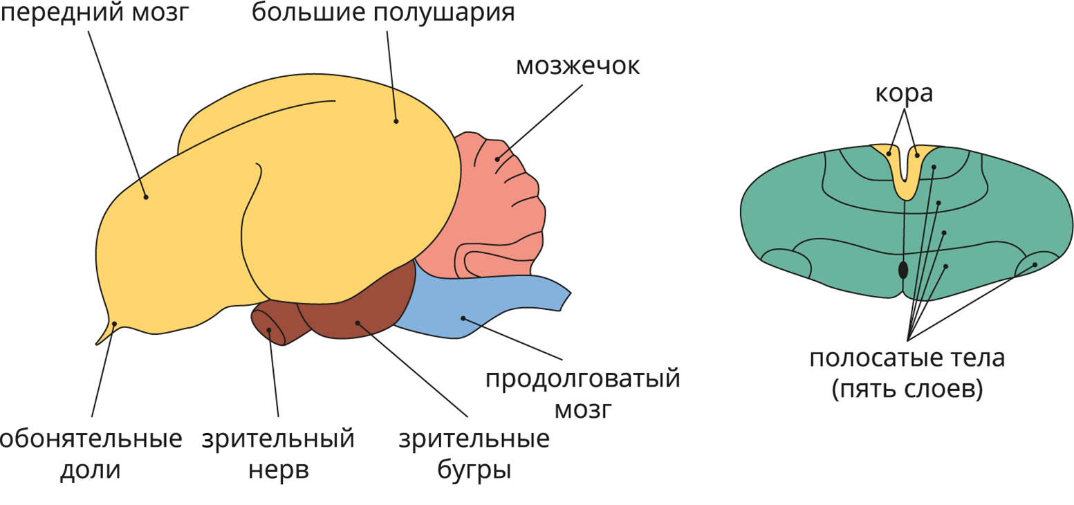 Развитый мозжечок у птиц. Отделы головного мозга у птиц схема. Строение отделов головного мозга птиц. Головной мозг птицы схема. Названия отделов головного мозга птиц.