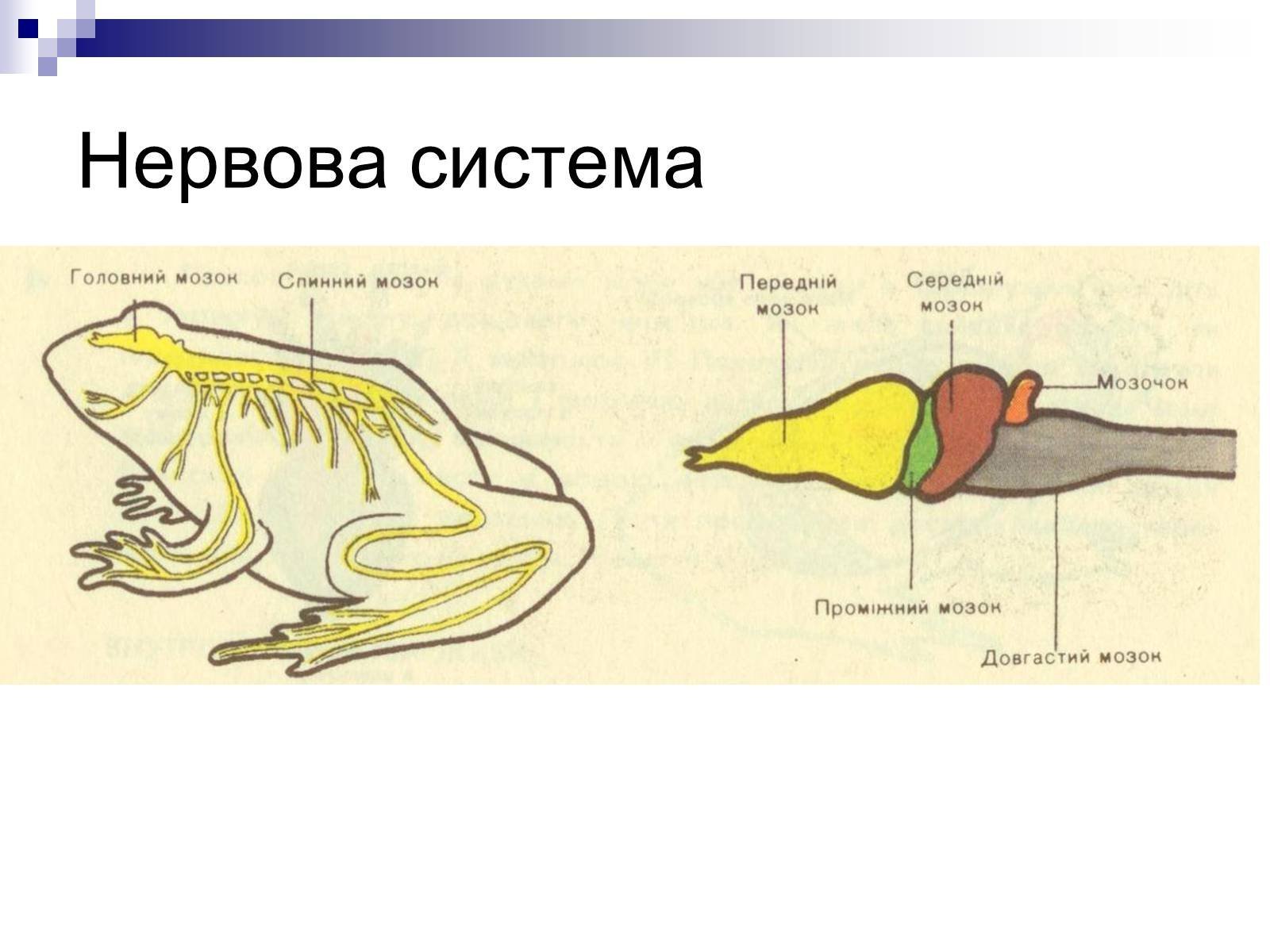 Мозг амфибий и рептилий. Строение нервной системы лягушки. Головной мозг земноводных. Нервная система Жабы. Нервная система земноводных.