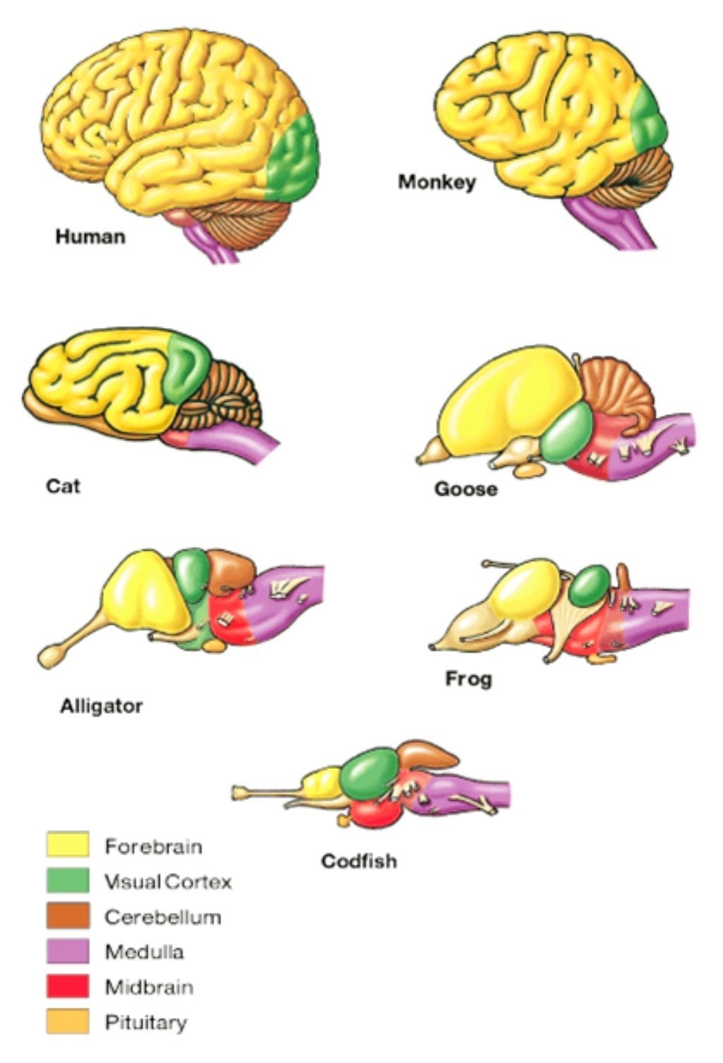 Сравнение мозга позвоночных. Строение головного мозга позвоночных животных. Развитие головного мозга позвоночных животных таблица. Мозг животных. Эволюция головного мозга у животных.