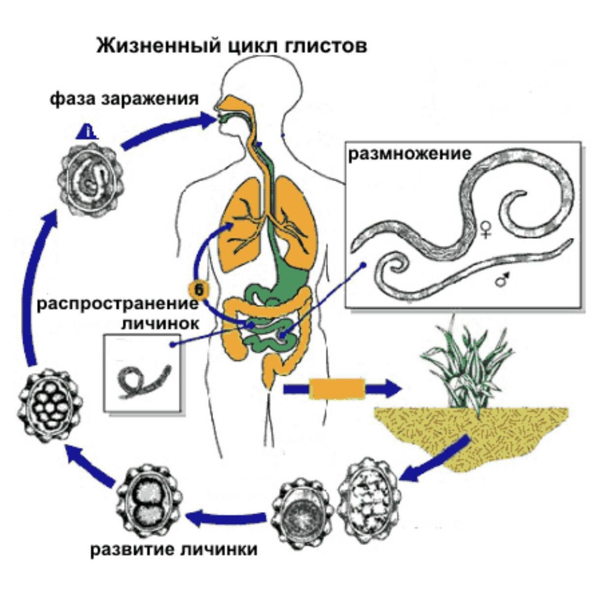 Стадия жизненного цикла червя