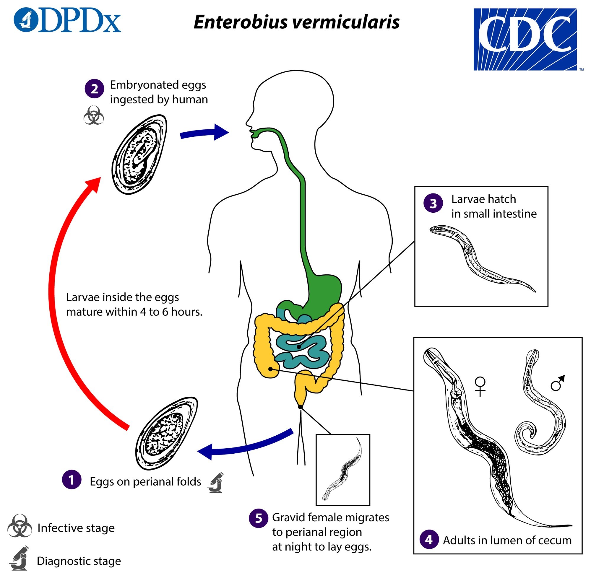 Передаются ли острицы от человека к человеку. Enterobius vermicularis жизненный цикл. Цикл развития Enterobius vermicularis. Enterobius vermicularis цикл. Жизненный цикл острицы детской схема.