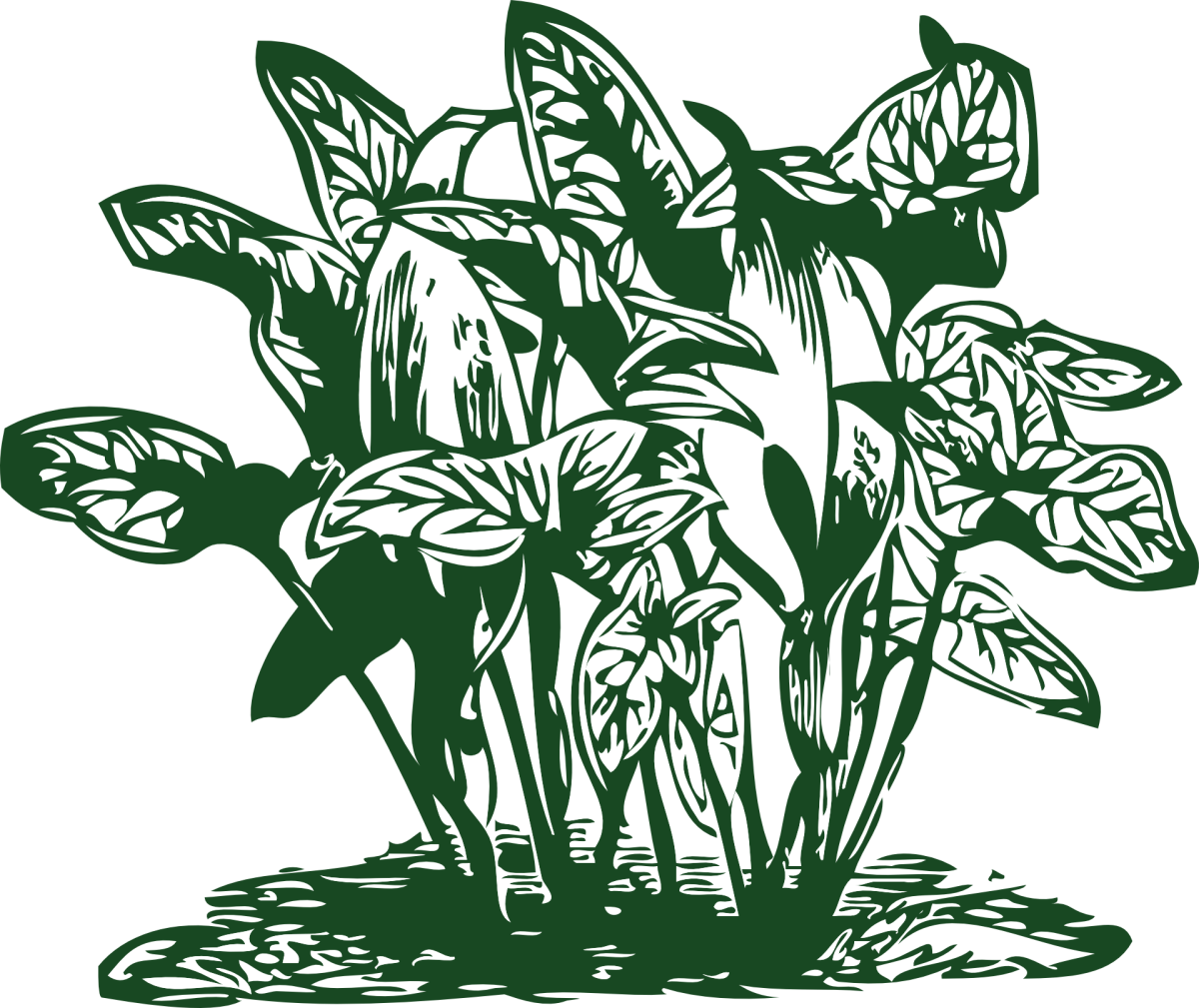 Листья тропических растений вектор. Силуэты растений. Трава силуэт. Стилизация растений. Комнатные растения графика