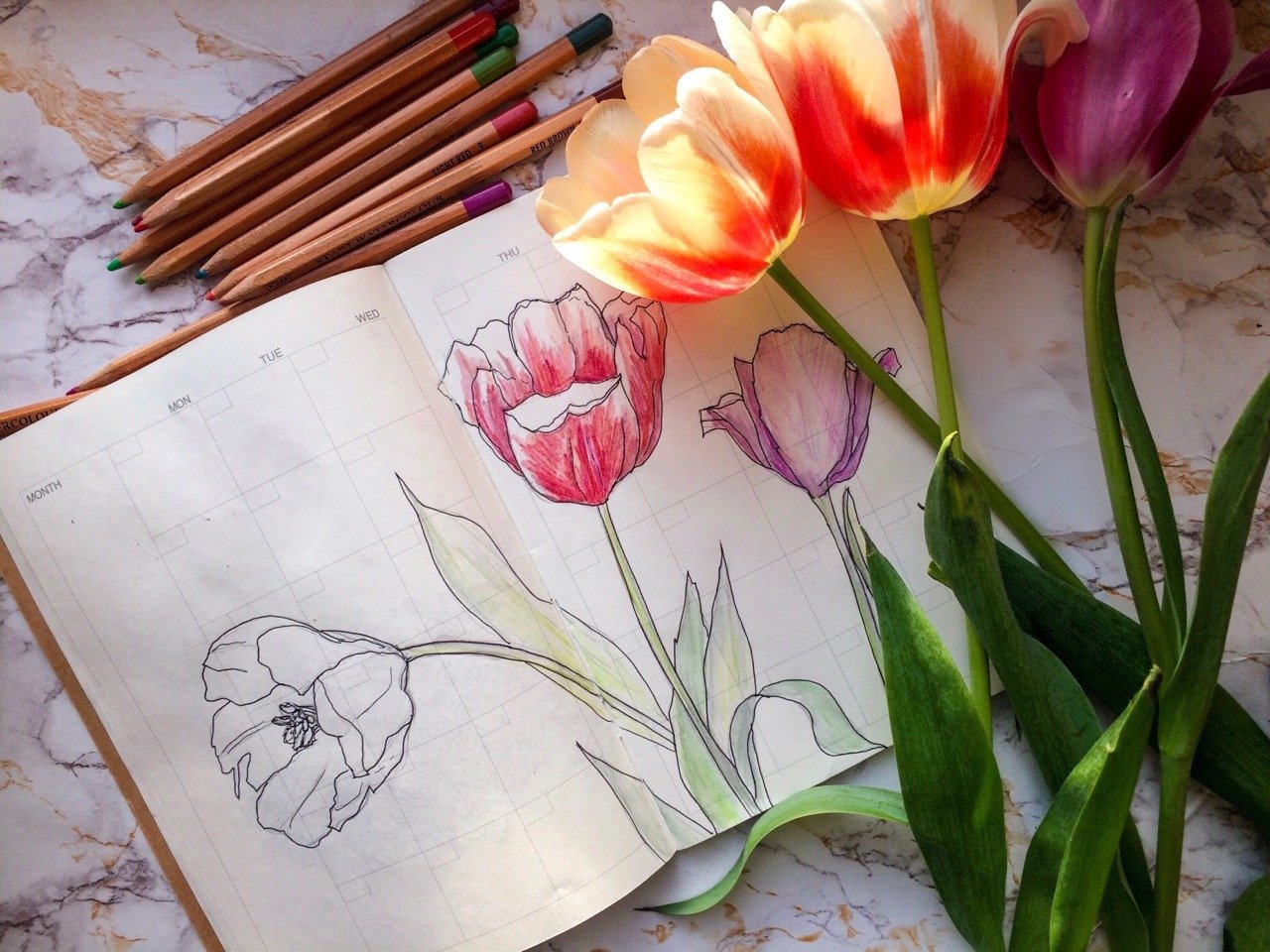 Нарисовать рисунок тюльпаны. Рисование тюльпанов. Тюльпаны рисунок. Тюльпаны карандашом. Тюльпаны рисунок карандашом.