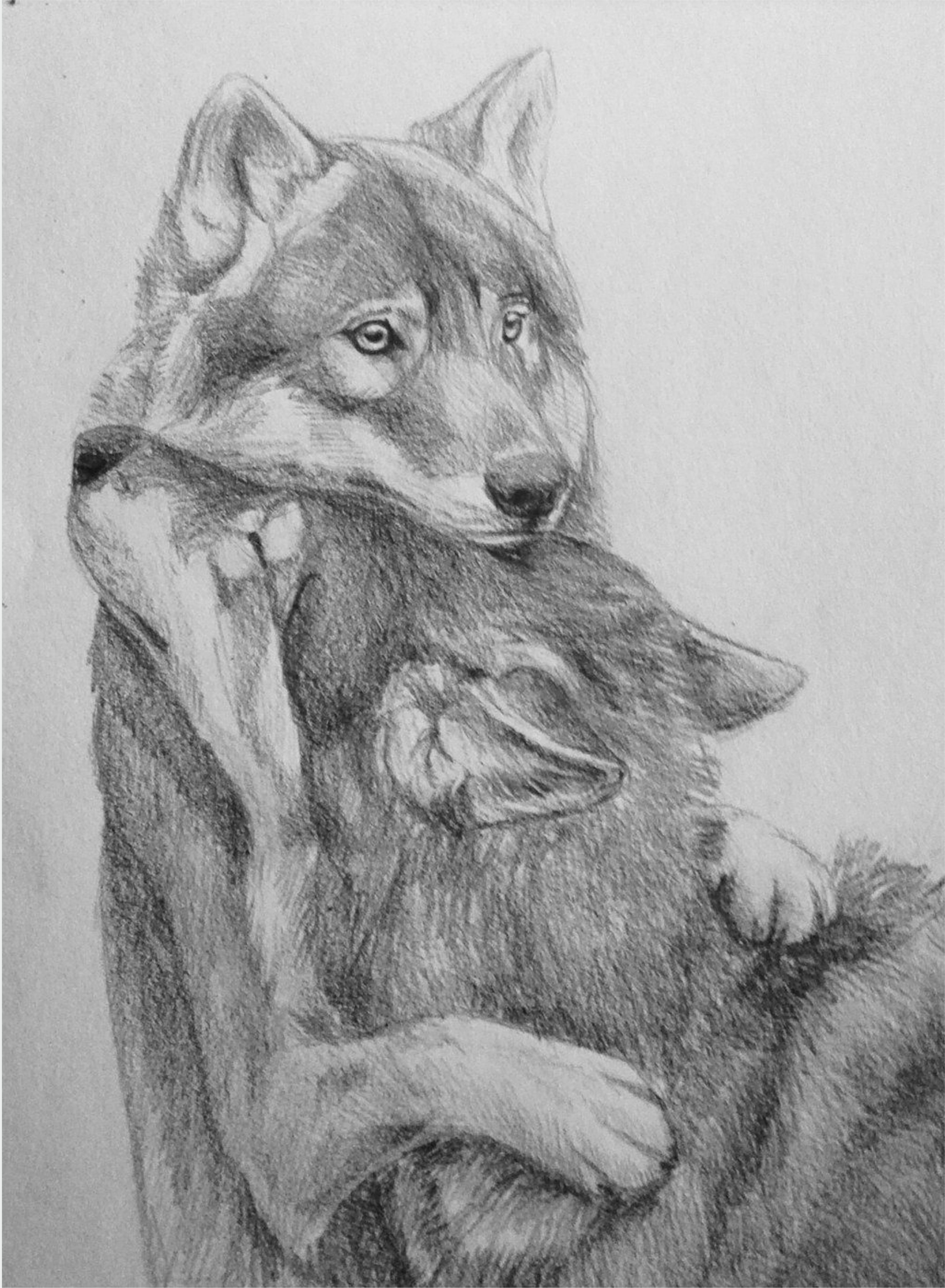 Рисунки животных простым карандашом. Волк карандашом. Рисунки Волков карандашом. Красивые рисунки волка. Волк набросок.