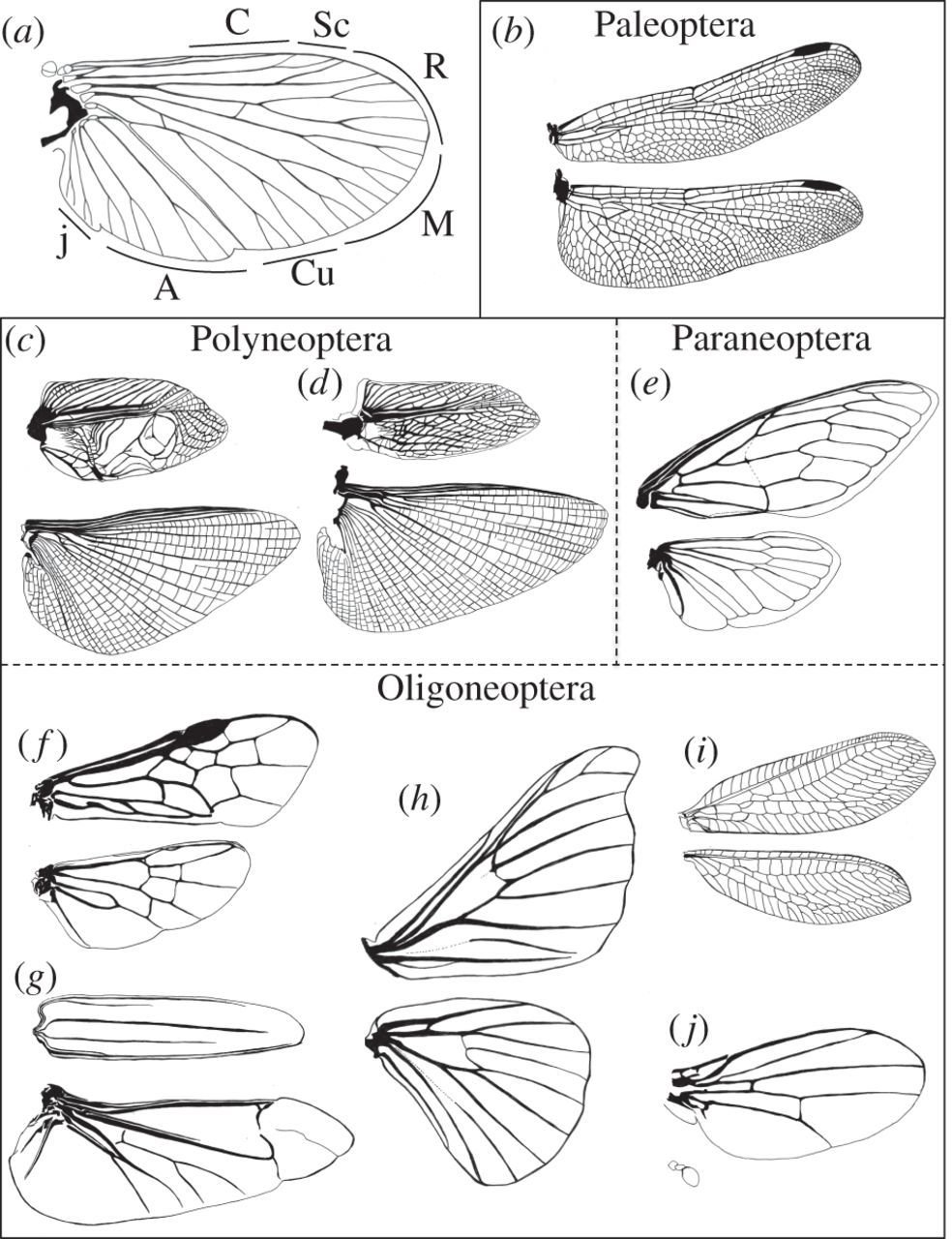 Оборудования для исследования строения крыла бабочки. Типы жилкования крыльев Жуков. Формы крыльев насекомых. Строение крыльев насекомых. Насекомые с крыльями названия.