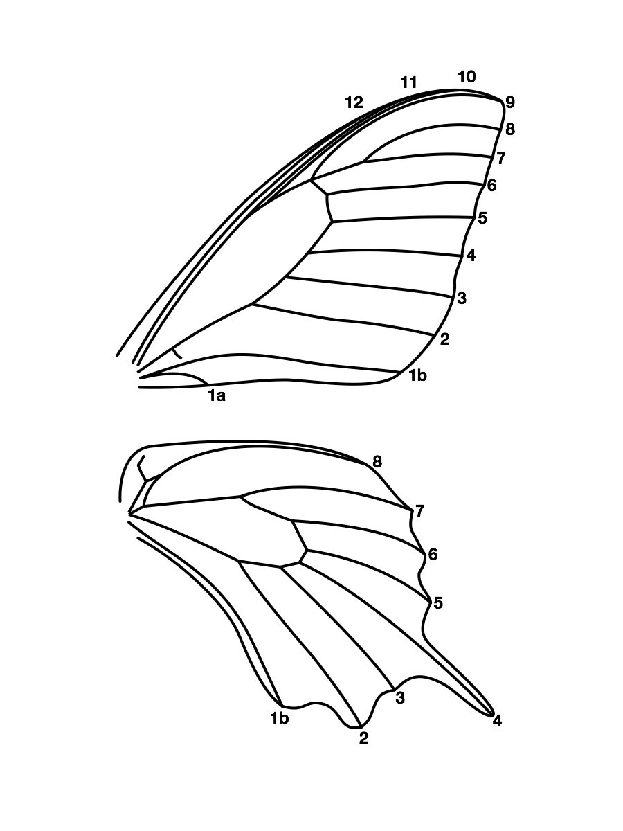 Оборудования для исследования строения крыла бабочки. Строение бабочки Махаон. Схема крыльев бабочки Махаон. Строение крыла чешуекрылых. Махаон строение крыльев.