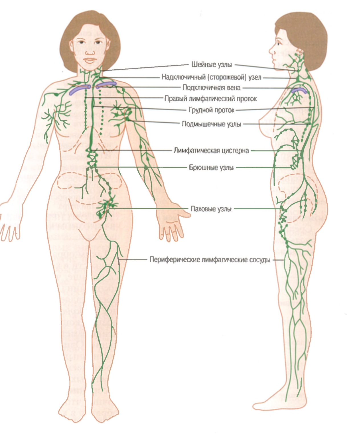 Лимфоузлы внутри. Где находятся лимфатические узлы. Лимфатические узлы схема расположения. Лимфоузлы на теле человека схема. Где находятся лимфоузлы на теле человека расположение схема.