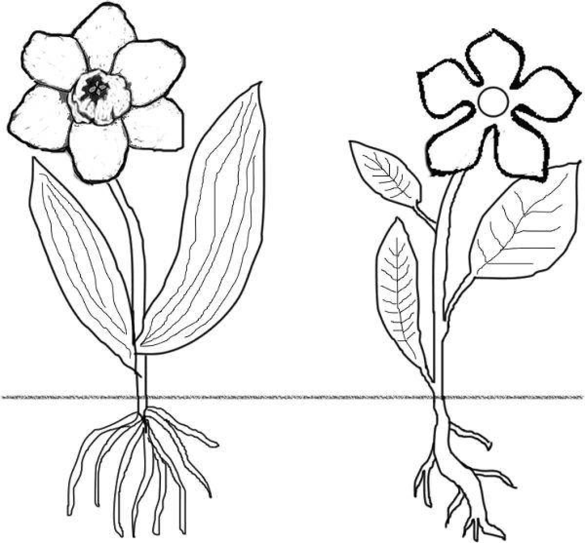 Изображение цветов 6 класс. Части растений раскраска. Растения. Раскраска. Цветы рисунок. Цветок схематично.