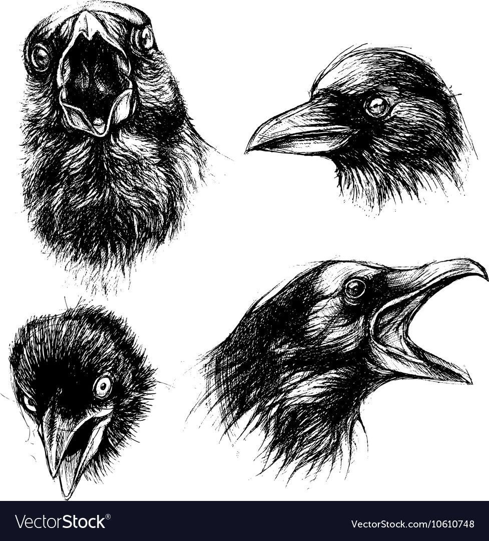Черно белый рисунок ворона