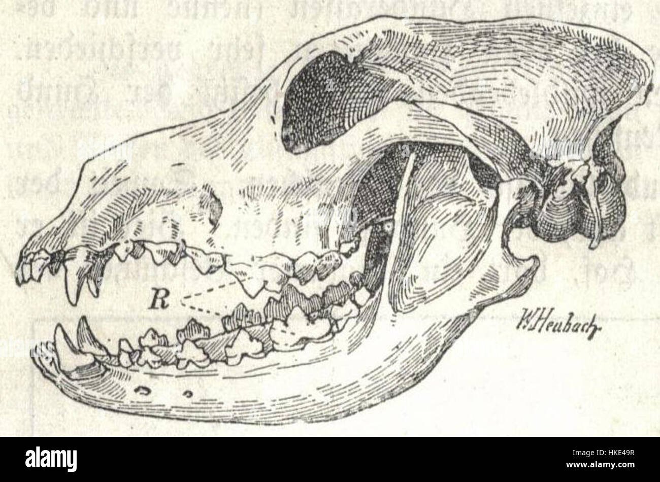 Сравните череп ящерицы и череп собаки. Сагиттальный распил черепа собаки. Кости черепа собаки. Строение черепа собаки. Лицевой череп собаки.