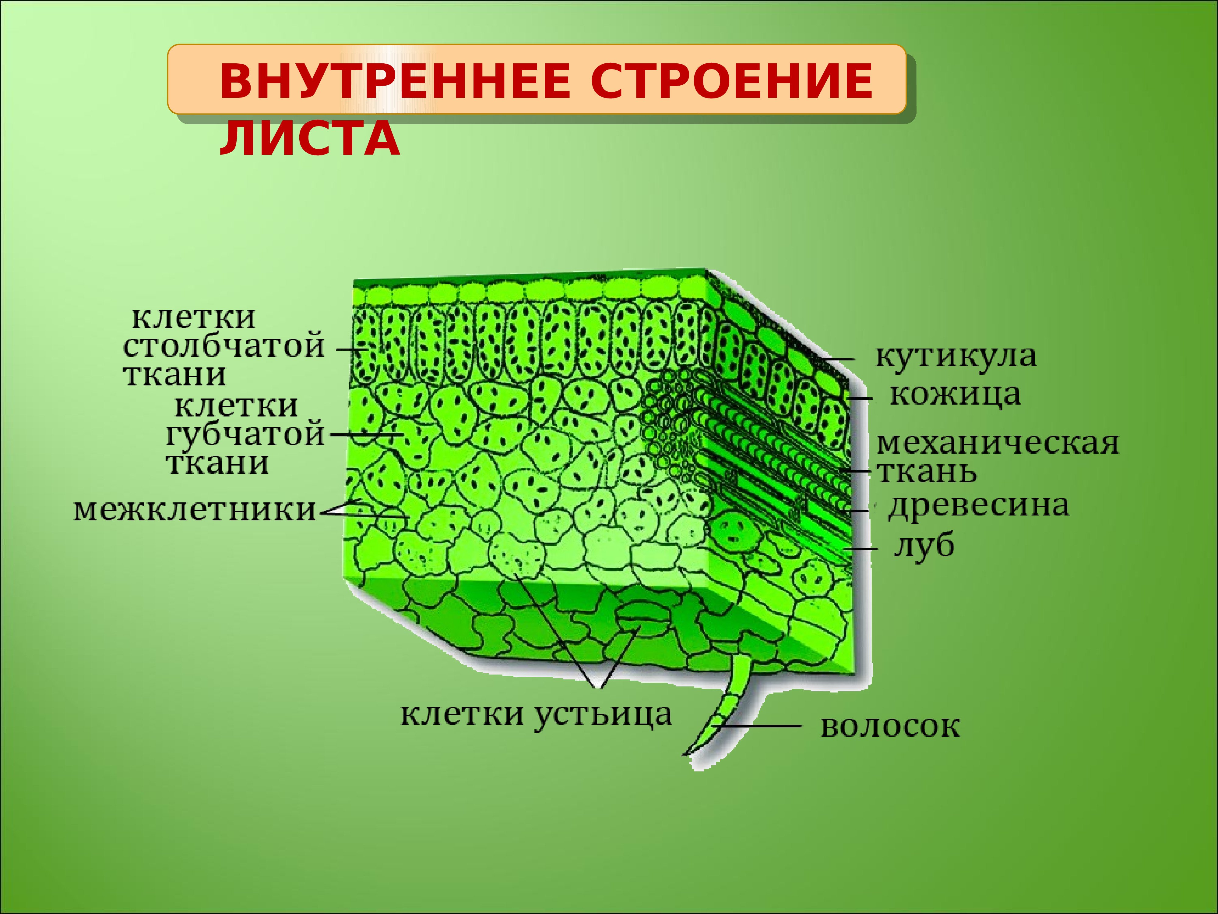 В клетках мякоти листа. Внутреннее строение листа ткани. Внутреннее строение листа основная ткань. Внутреннее строение листа фотосинтезирующая ткань. Основная ткань структура листа.