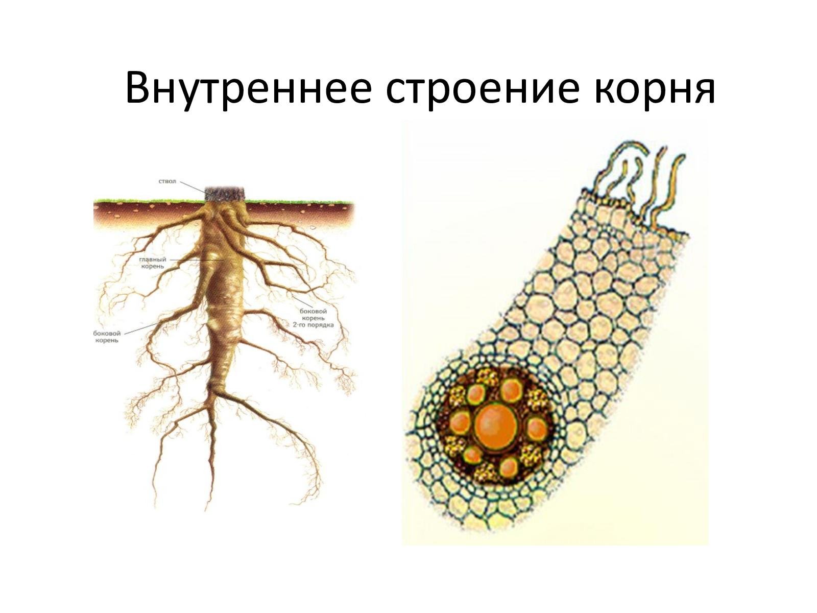 Из какой ткани состоит корень. Строение корня зоны корня 6 класс биология. Строение корня 6. Микроскопическое строение корня. Пучковое строение корня.
