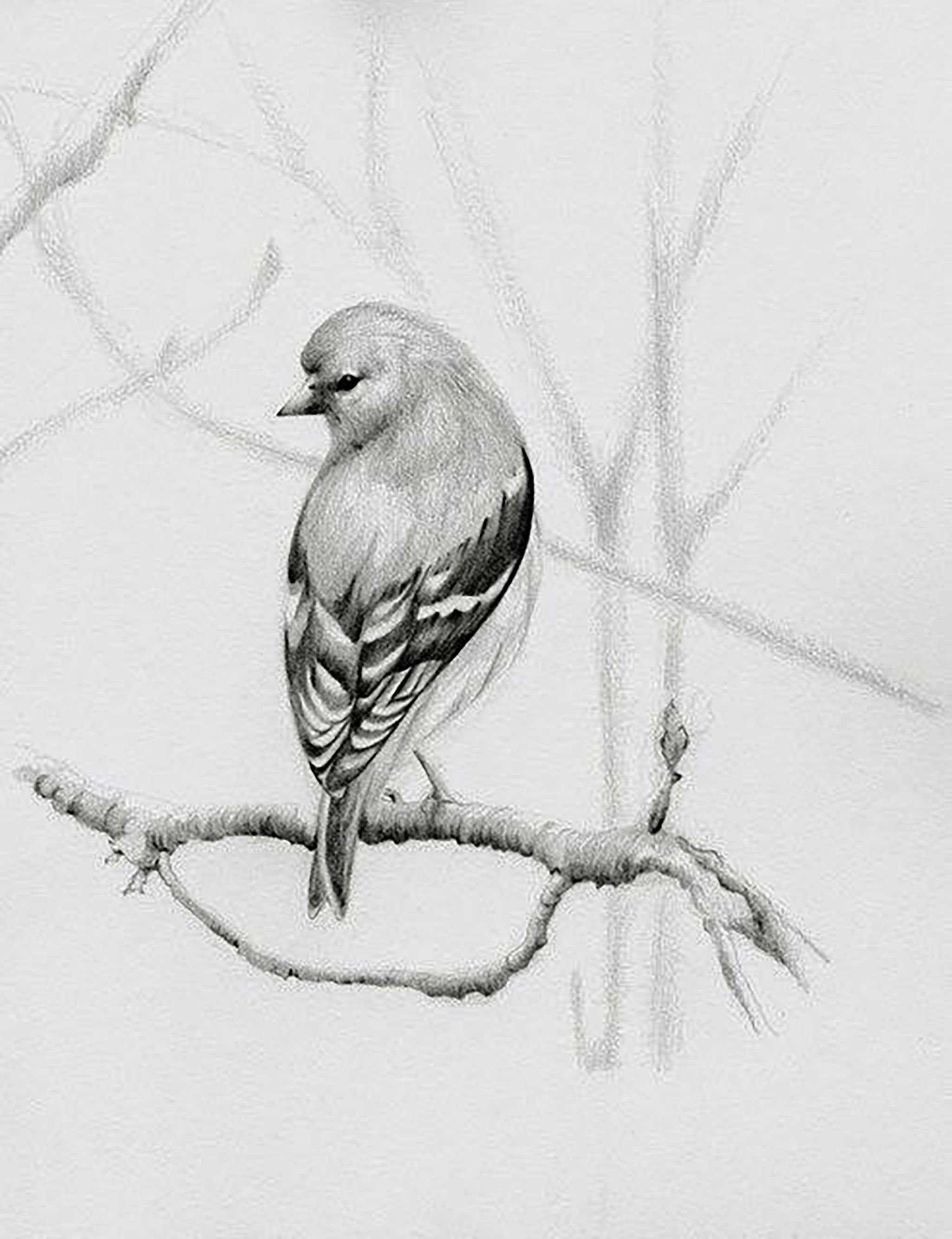 Две птицы на ветке, рисунок карандашом