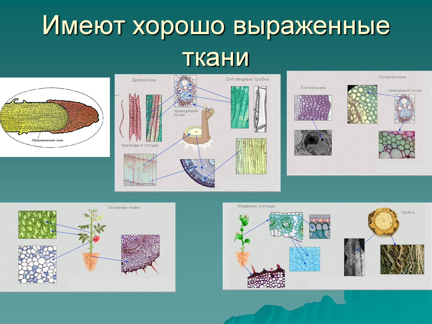 Какие существуют ткани растений. Ткани растений. Ткани растений рисунки. Изображение тканей растений. Ткани высших растений.