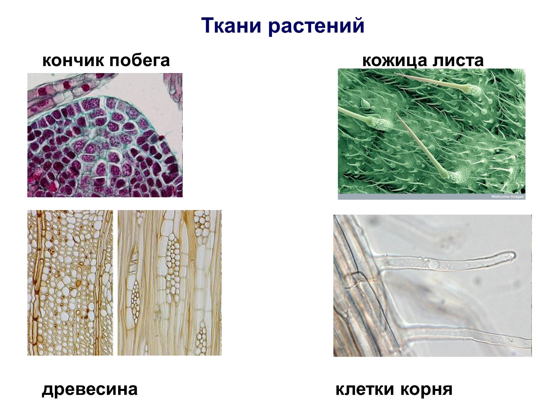 Тип ткани растения древесина. Клетка растений ткани растений. Ткани в микроскопе растения. Ткани растений микропрепараты. Ткани растительной клетки.