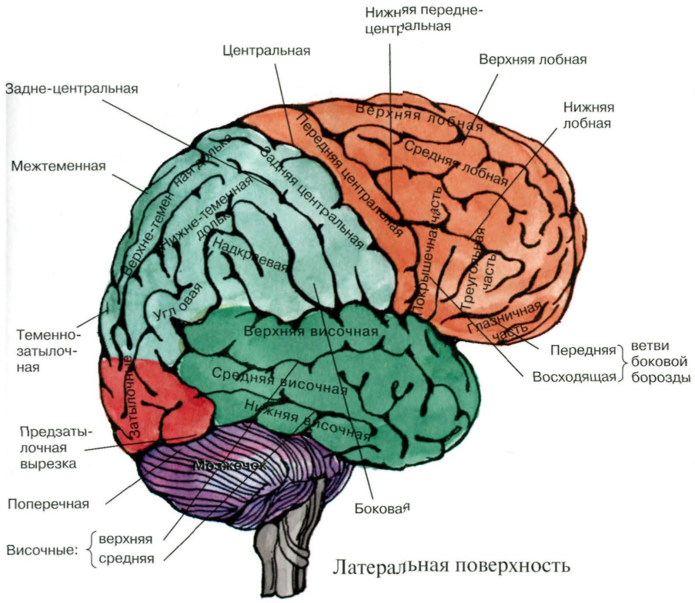 Отделы мозга имеющие кору. Конвекситальные борозды большого мозга. Теменно-затылочная область мозга. Конвекситальные отделы лобных долей мозга это.