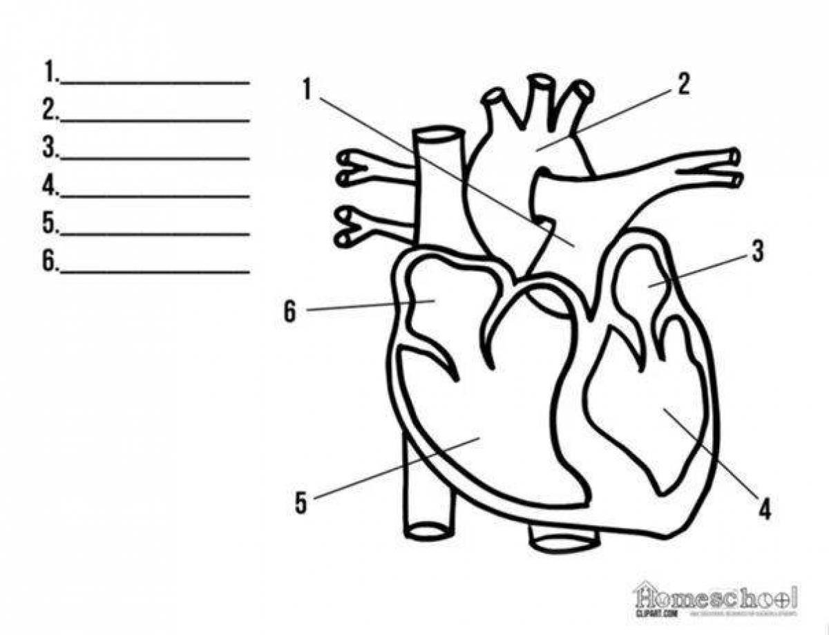 Какая структура сердца человека изображена на рисунке. Строение сердца человека схема. Схема сердца человека биология 8 класс. Строение сердца схема рисунок. Схема внутреннего строения сердца.