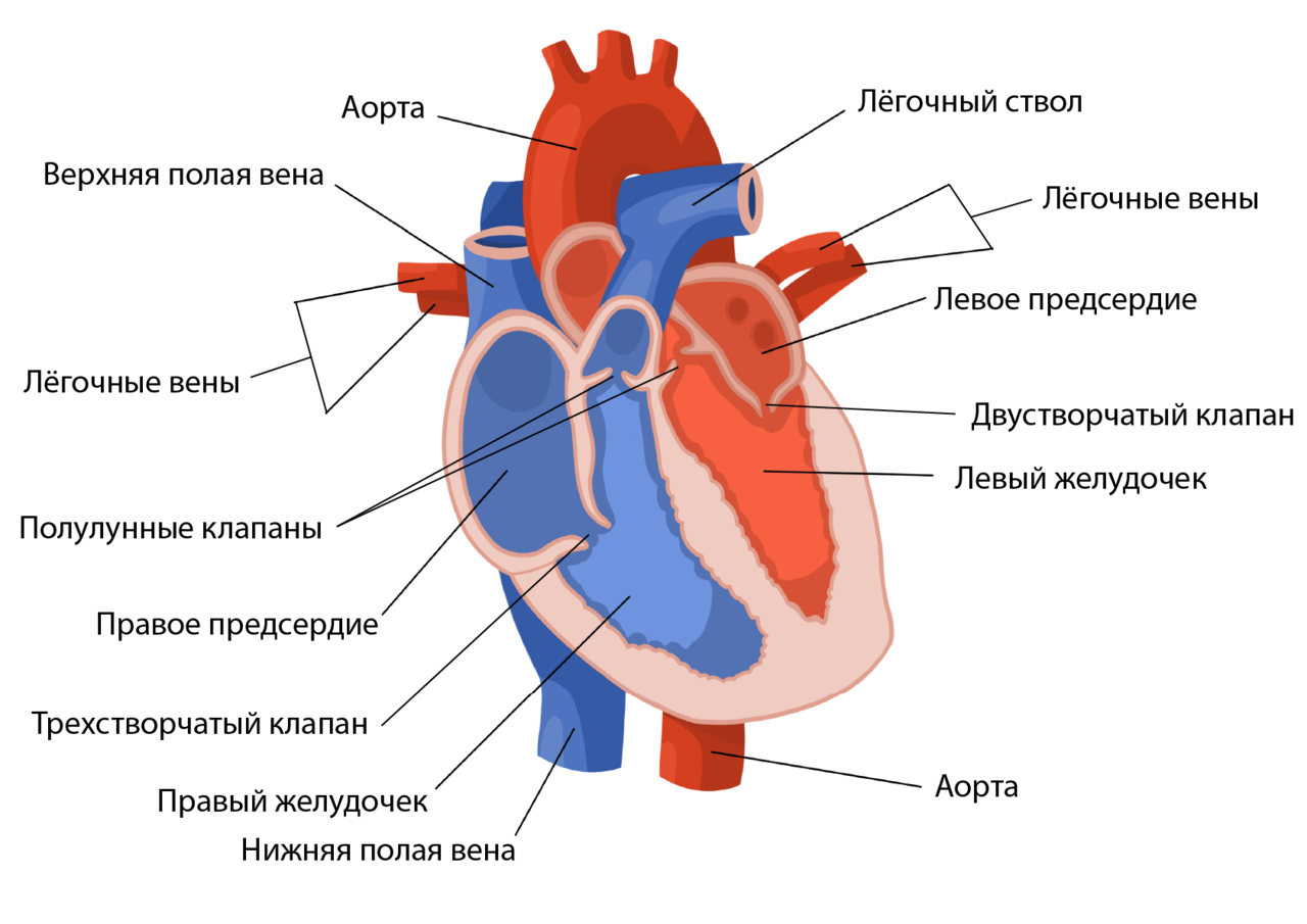 На рисунке изображено строение сердца. Строение сердца человека анатомия. Строение сердца и функции схема. Строение сердца схема с подписями. Строение сердца схема простая.