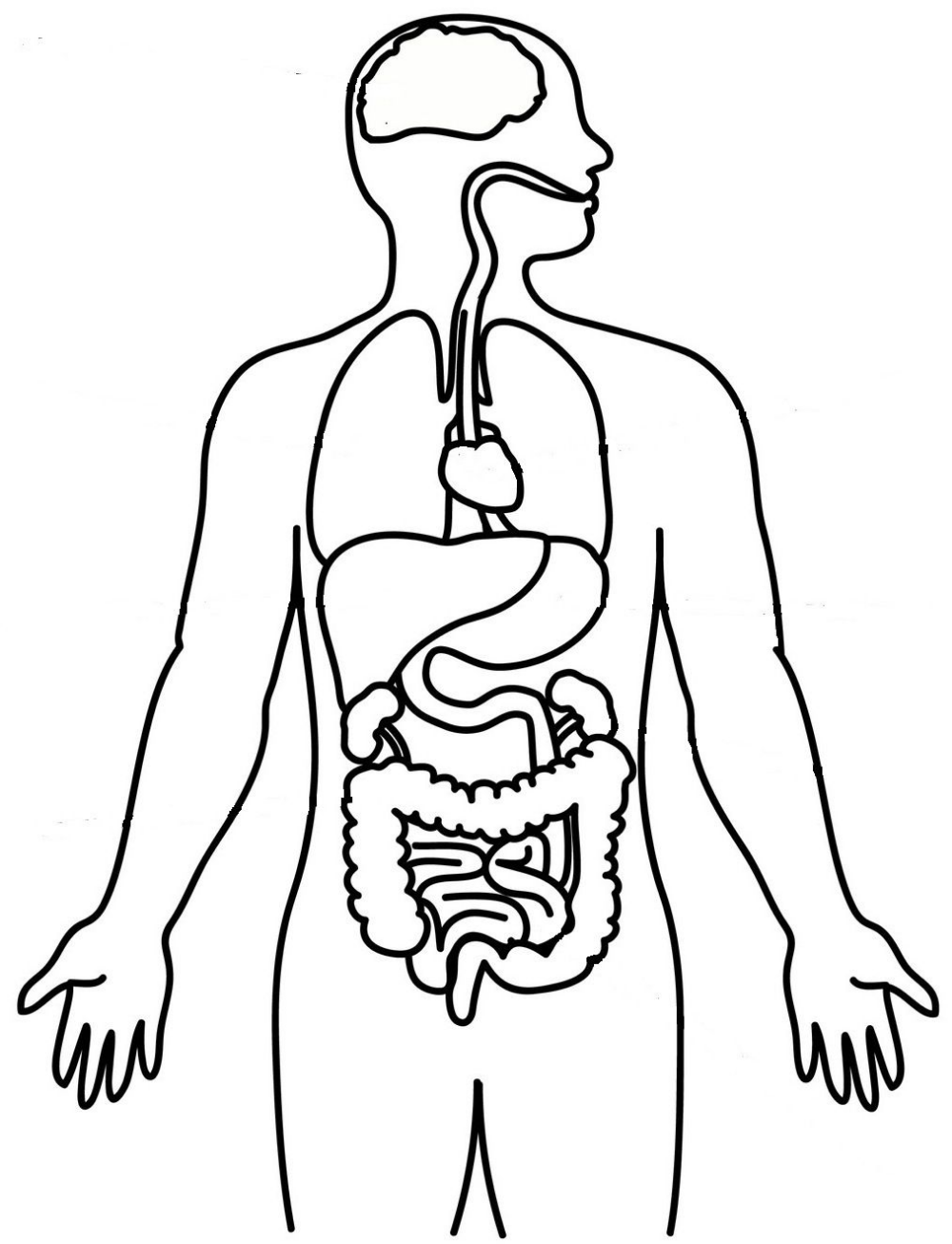 Макет строения внутренних органов человека. Контур человека с органами. Контур человека с внутренними органами. Силуэт человека с внутренними органами. Организм человека раскраска.