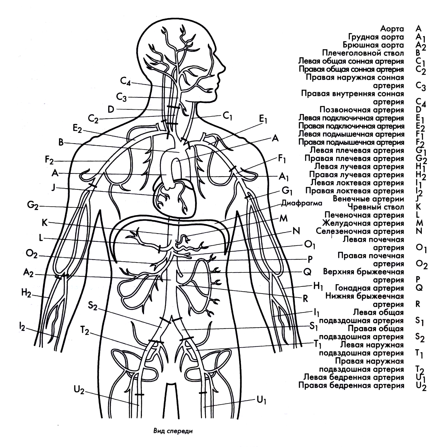 Строение человека органы названия. Венозная система человека анатомия схема расположения. Внутренние органы человека схема схема. Артериальная система схема артерий. Схема строения артериальной системы.