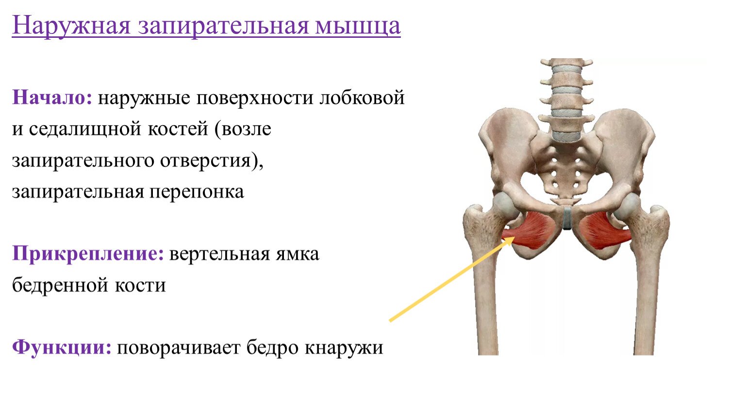 Через малое седалищное отверстие. Наружная запирательная мышца бедра анатомия. Наружная запирательная мышца таза функции. Внутренняя запирательная мышца таза анатомия. Внешняя запирательная мышца бедра.