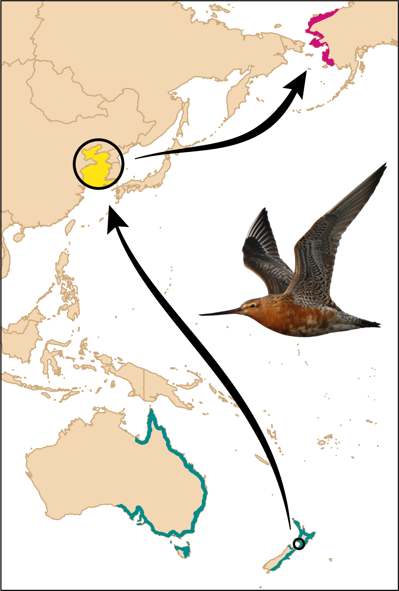 Информация о миграции птиц. Миграция птиц. Карта миграции птиц. Миграция птиц схема. Периоды миграции птиц.