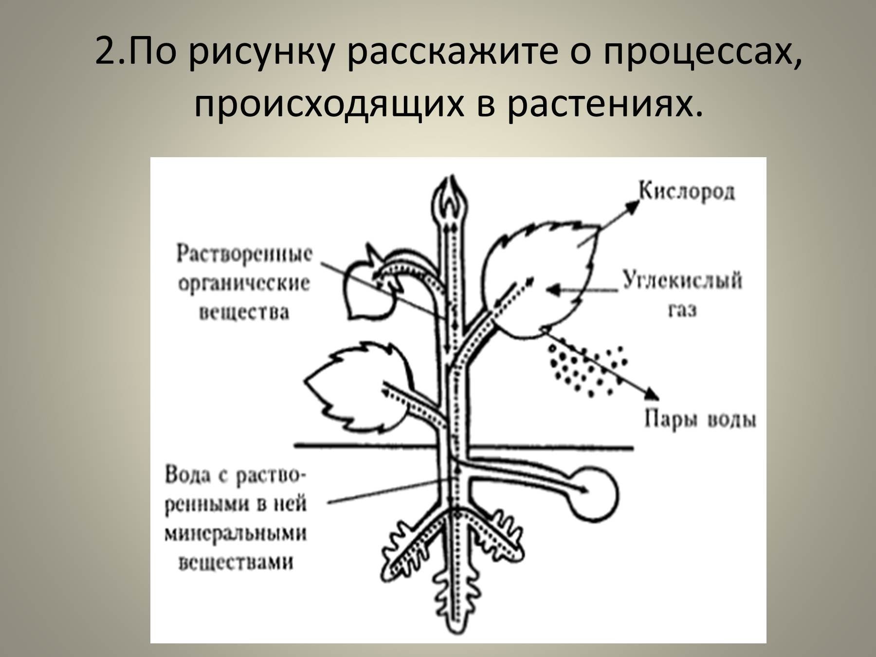 Органы передвижения веществ. "Процессы жизнедеятельности растени. Процессы происходящие в растениях. Процесс жизнедеятельности растений схема. Обмен веществ у растений.
