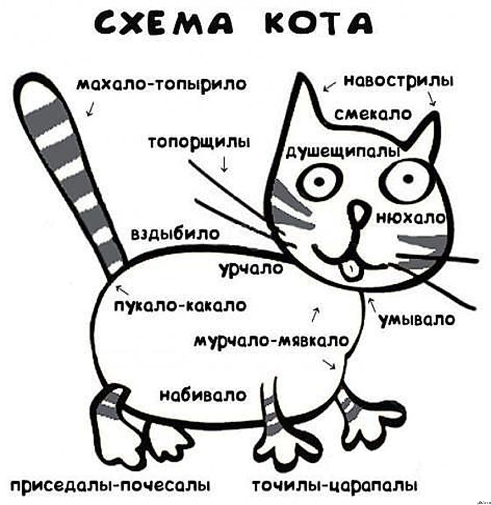 Юмористические описания. Схема кота. Принципиальная схема кота. Шуточная схема кота. Схема кота мурчало.