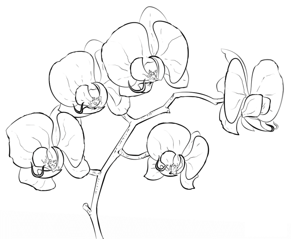 Рисунок корня орхидеи