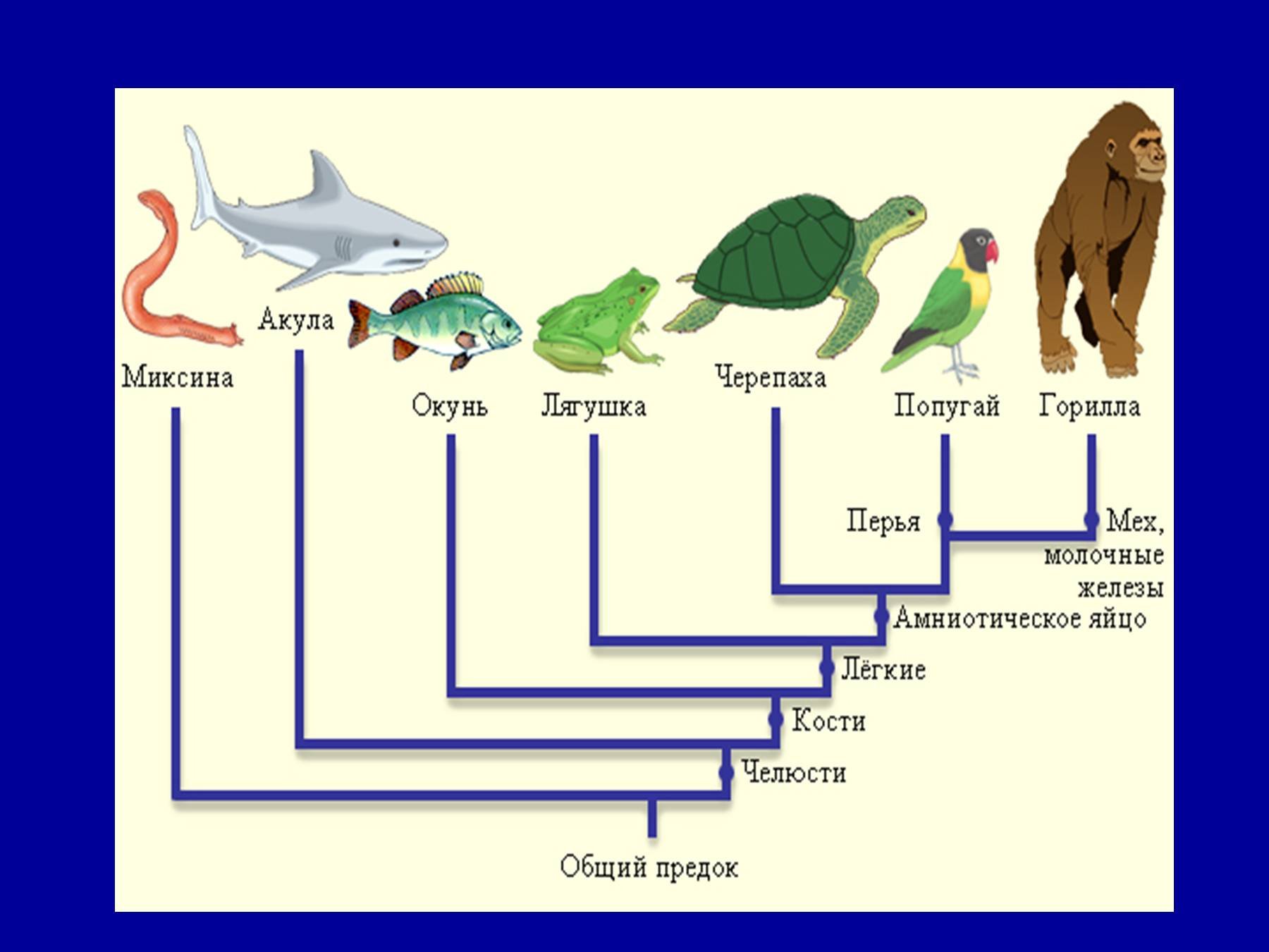 Последовательность появления организмов в эволюции