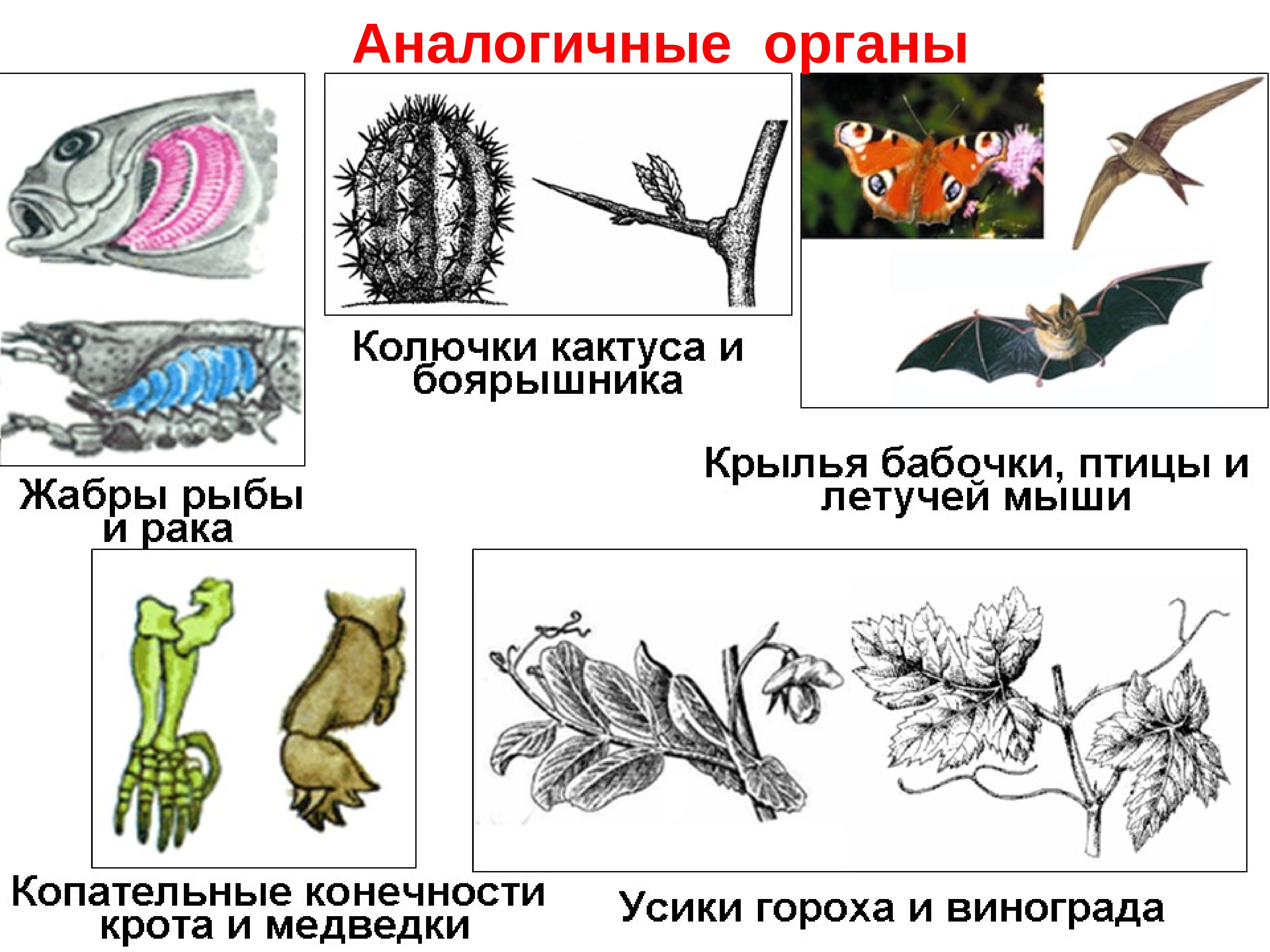Пример аналогичного явления у животных. Гомологичные органы и аналогичные органы. Аналогичные органы примеры. Аналогичные органы животных. Гомологичны е ианалогичне орагны.