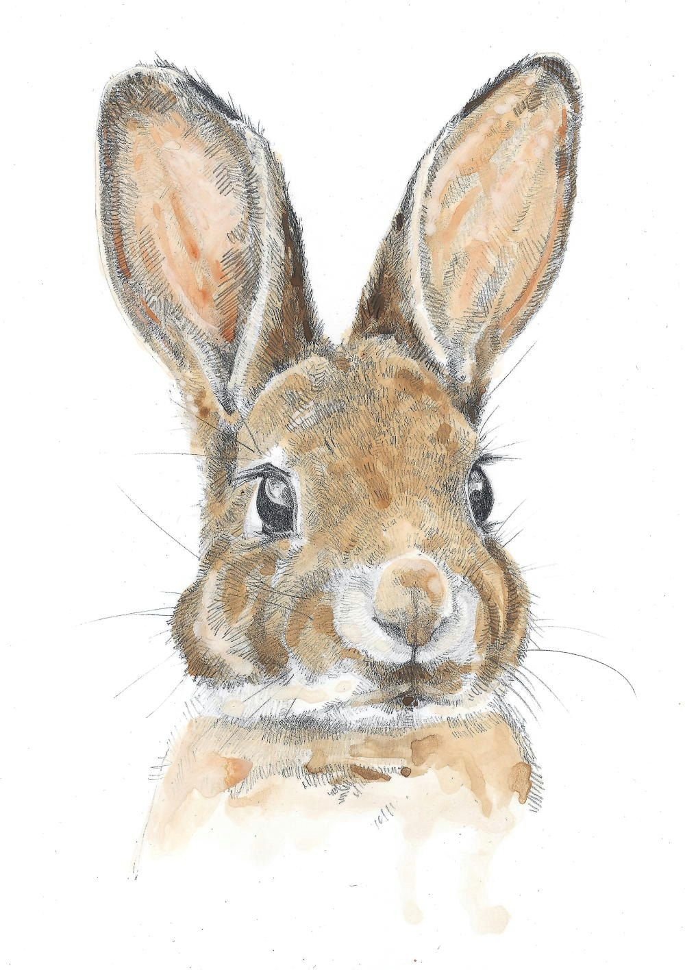 Портрет зайчика. Кролик акварель. Заяц цветными карандашами. Заяц акварелью для детей. Заяц рисунок.