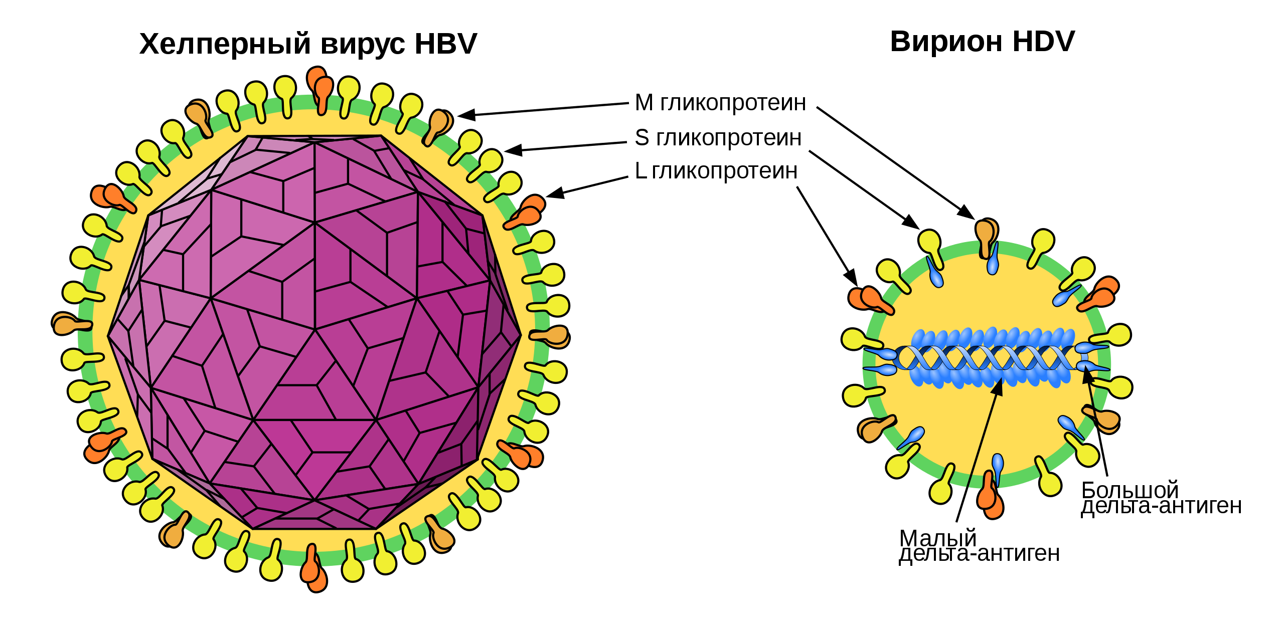 Строение вируса гепатита д. Схема строения вируса гепатита д. Вирусный гепатит д Дельта. Вирус гепатита Дельта.